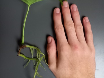 Vente: Bouture de Monstera minima