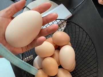 Selling with online payment: Fresh organic chicken eggs layed with love