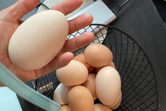 Selling with online payment: Fresh organic chicken eggs layed with love