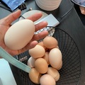 Selling with online payment: Fresh organic chicken eggs layed with love