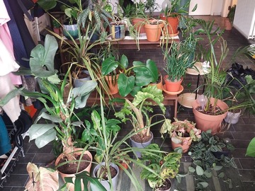 Vente: Quarantaine de plantes !