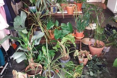 Sales: Quarantaine de plantes !