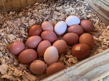 Selling with online payment: Farm fresh eggs