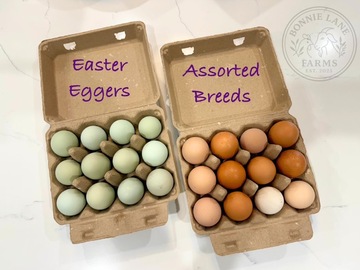 Selling with In-person Payment: Easter Egger hatching eggs