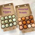 Selling with In-person Payment: Easter Egger hatching eggs