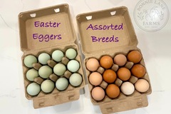 Selling with In-person Payment: Assorted Breeds- hatching chicken eggs