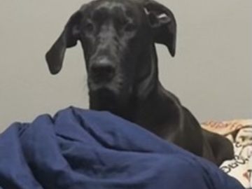   : Lavender Cecilia May