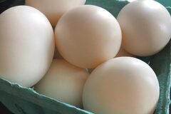 Selling with In-person Payment: Farm fresh Duck eggs 