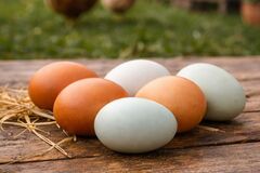 Selling with In-person Payment: Backyard Fresh Eggs