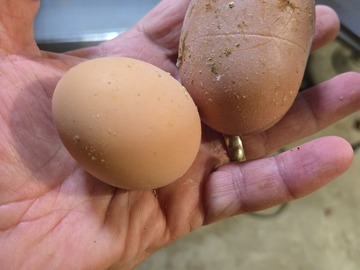 Selling with In-person Payment: Fresh eggs collected daily 