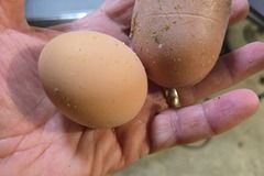 Selling with In-person Payment: Fresh eggs collected daily 