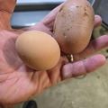 Selling with In-person Payment: Fresh eggs collected daily 