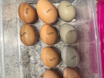 Selling with online payment: Farm fresh eggs 