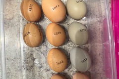 Selling with online payment: Farm fresh eggs 