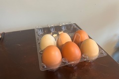Selling with online payment: Farm fresh chicken eggs