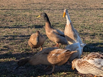Selling with In-person Payment: Duck' It Eggs.  Pasture Raised Duck Eggs