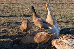 Selling with In-person Payment: Duck' It Eggs.  Pasture Raised Duck Eggs