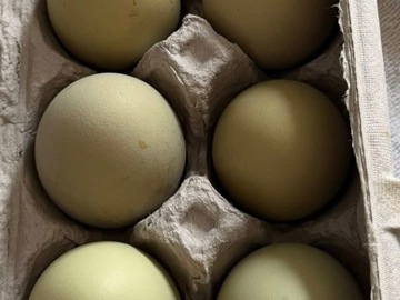 Selling with online payment: Eggs 