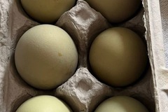 Selling with online payment: Eggs 