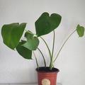 Vente: Plante d'intérieur - Monstera Deliciosa  