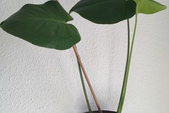 Vente: Plante d'intérieur - Monstera Deliciosa  