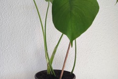 Vente: Plante d'intérieur - Monstera Deliciosa  