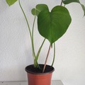 Vente: Plante d'intérieur - Monstera Deliciosa  