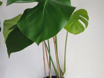 Vente: Plante d'intérieur - Monstera Deliciosa  