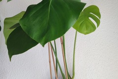 Vente: Plante d'intérieur - Monstera Deliciosa  