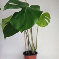 Vente: Plante d'intérieur - Monstera Deliciosa  