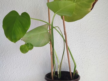 Vente: Plante d'intérieur - Monstera Deliciosa  