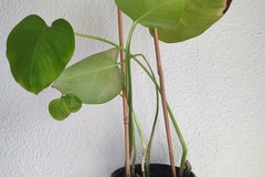 Vente: Plante d'intérieur - Monstera Deliciosa  