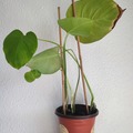 Vente: Plante d'intérieur - Monstera Deliciosa  