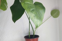 Vente: Plante d'intérieur - Monstera Deliciosa  