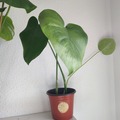 Vente: Plante d'intérieur - Monstera Deliciosa  