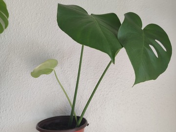 Vente: Plante d'intérieur - Monstera Deliciosa  