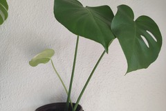 Vente: Plante d'intérieur - Monstera Deliciosa  
