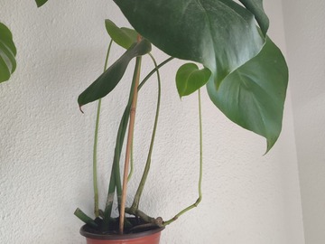 Vente: Plante d'intérieur - Monstera Deliciosa  
