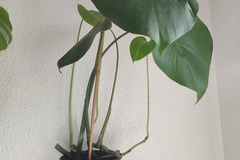 Vente: Plante d'intérieur - Monstera Deliciosa  