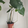 Vente: Plante d'intérieur - Monstera Deliciosa  