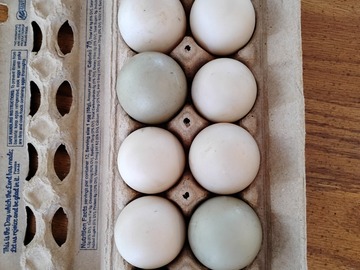 Selling with In-person Payment: Pasture Raised Duck Eggs 