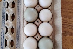 Selling with In-person Payment: Pasture Raised Duck Eggs 