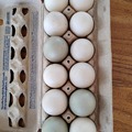 Selling with In-person Payment: Pasture Raised Duck Eggs 