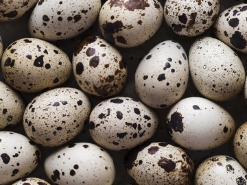 Selling with In-person Payment: Quail eggs