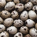 Selling with In-person Payment: Quail eggs