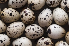 Selling with In-person Payment: Quail eggs