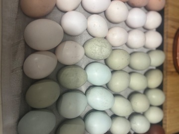 Selling with In-person Payment: Ungraded Chicken Eggs 
