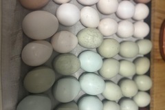 Selling with In-person Payment: Ungraded Chicken Eggs 
