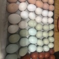 Selling with In-person Payment: Ungraded Chicken Eggs 