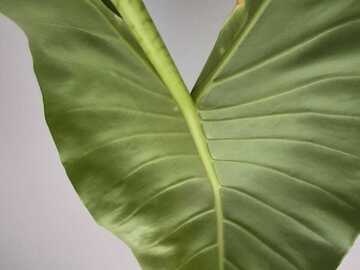 Vente: Alocasia zebrina XXL